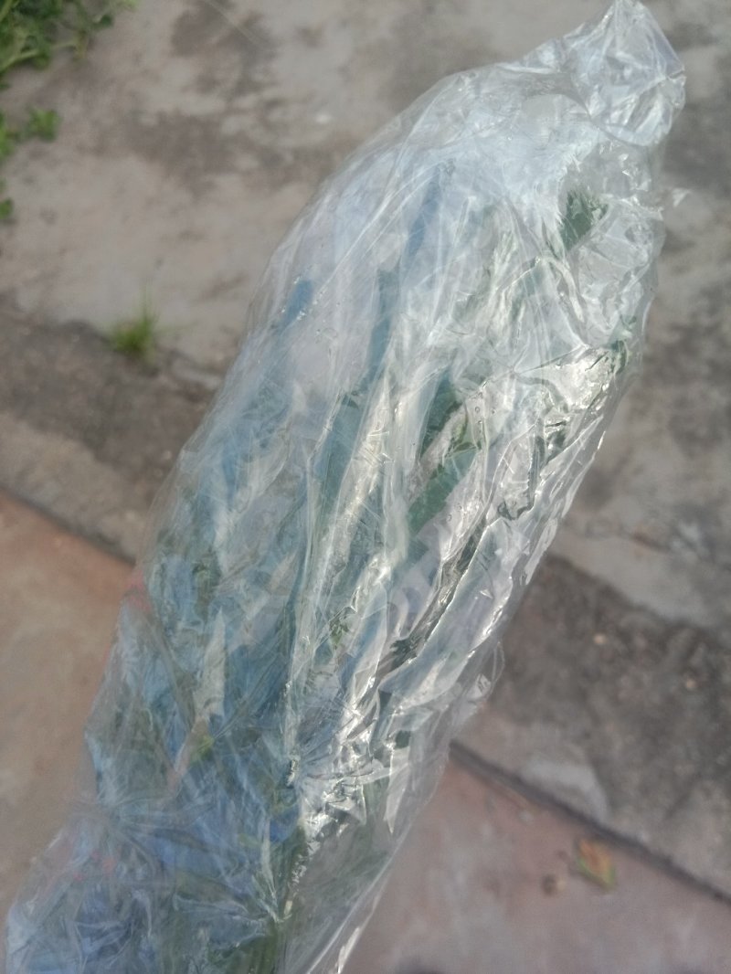 柑橘枝条早熟爱沙20元一根