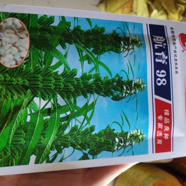 芝麻种子航育98白芝麻种子