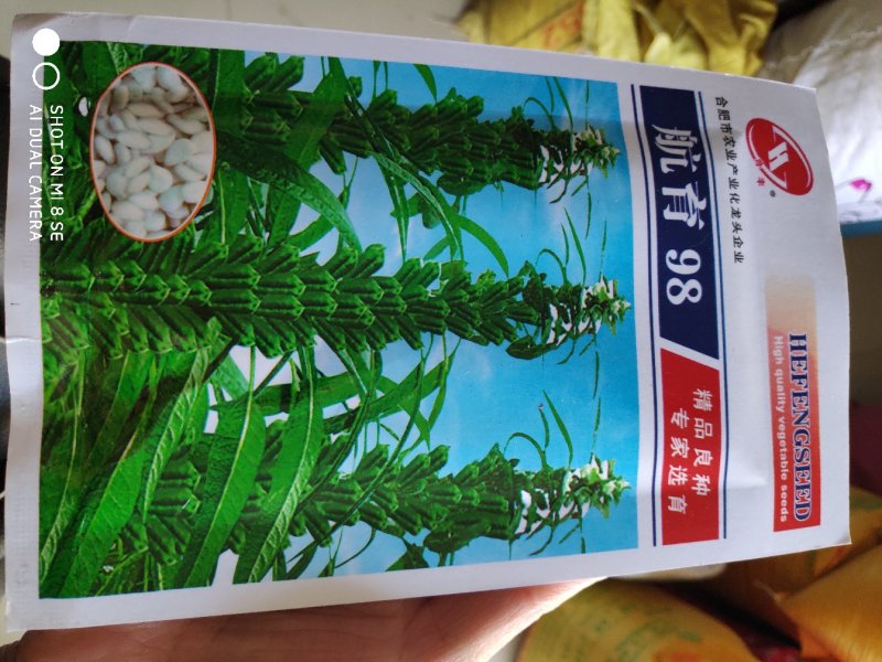 芝麻种子航育98白芝麻种子