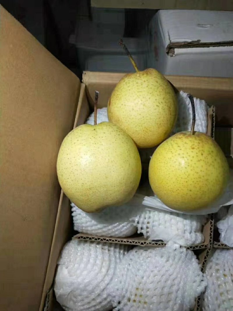 〔雪花梨〕货量充足长期供应【视频看货】代发全国