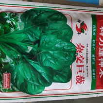 菠菜种子杂交巨菠大叶菠菜种子