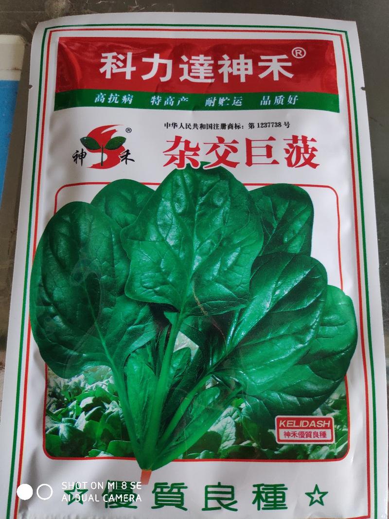 菠菜种子杂交巨菠大叶菠菜种子