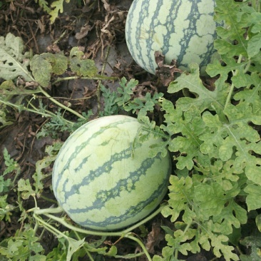正宗8424西瓜🍉清园了，明早4点钟开始清棚，有要的速