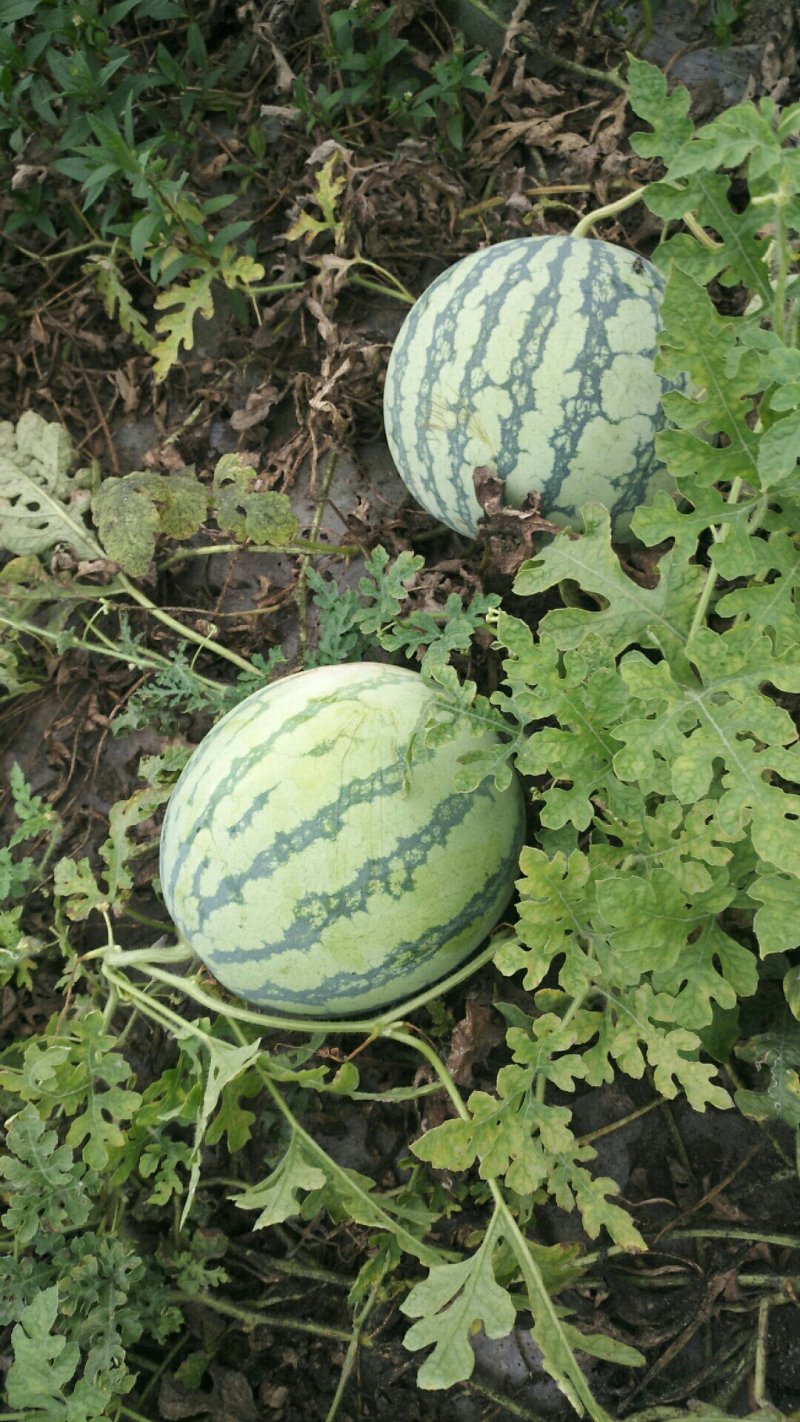 正宗8424西瓜🍉清园了，明早4点钟开始清棚，有要的速