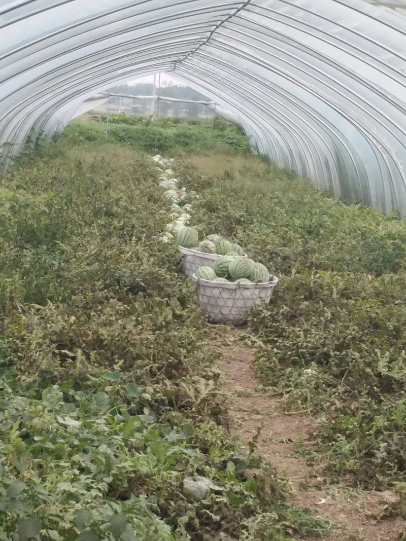 正宗8424西瓜🍉清园了，明早4点钟开始清棚，有要的速