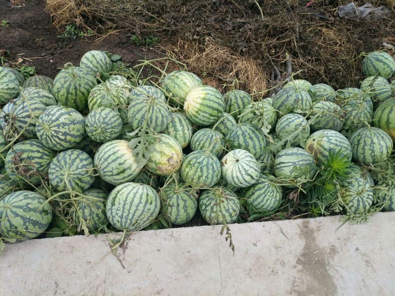 正宗8424西瓜🍉清园了，明早4点钟开始清棚，有要的速