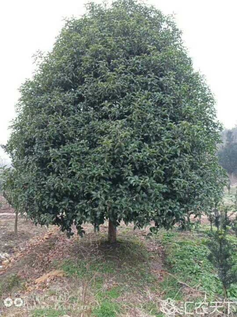 供应绿化苗木羽毛枫红梅红枫鸡爪槭桂花