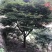 供应绿化苗木羽毛枫红梅红枫鸡爪槭桂花