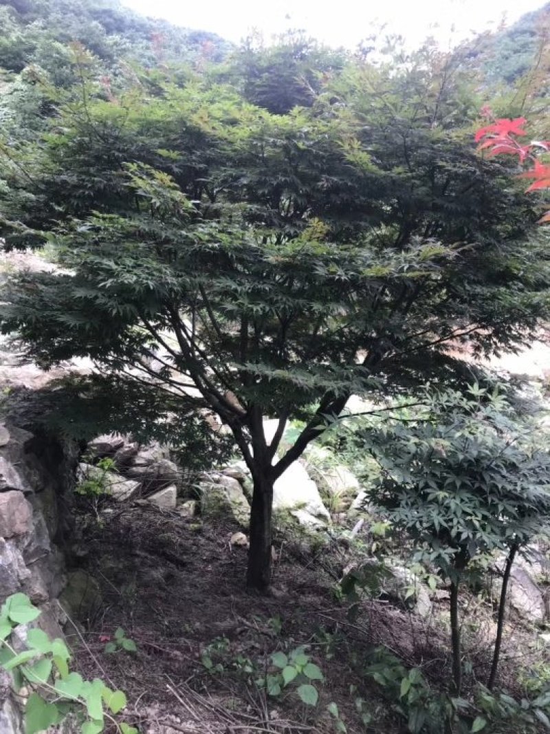 供应绿化苗木羽毛枫红梅红枫鸡爪槭桂花