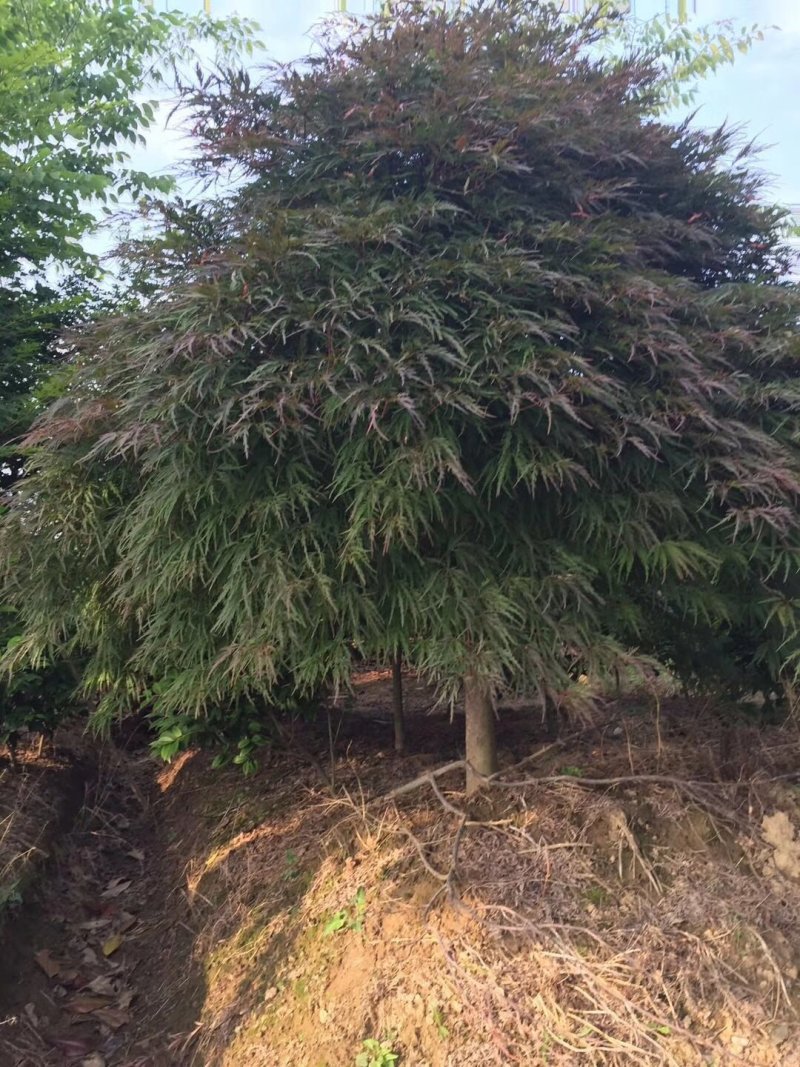 供应绿化苗木羽毛枫红梅红枫鸡爪槭桂花