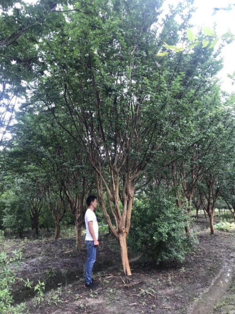 供应绿化苗木羽毛枫红梅红枫鸡爪槭桂花