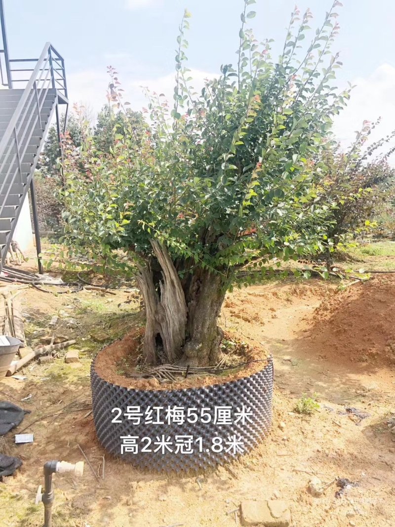 供应绿化苗木羽毛枫红梅红枫鸡爪槭桂花