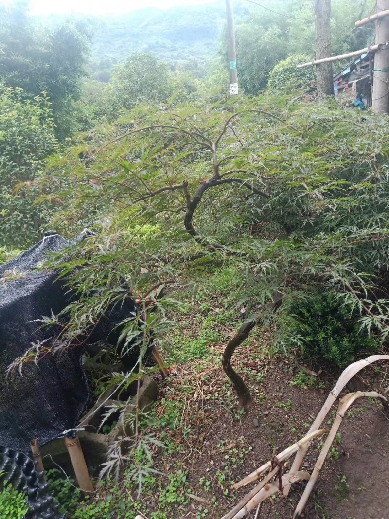 供应绿化苗木羽毛枫红梅红枫鸡爪槭桂花