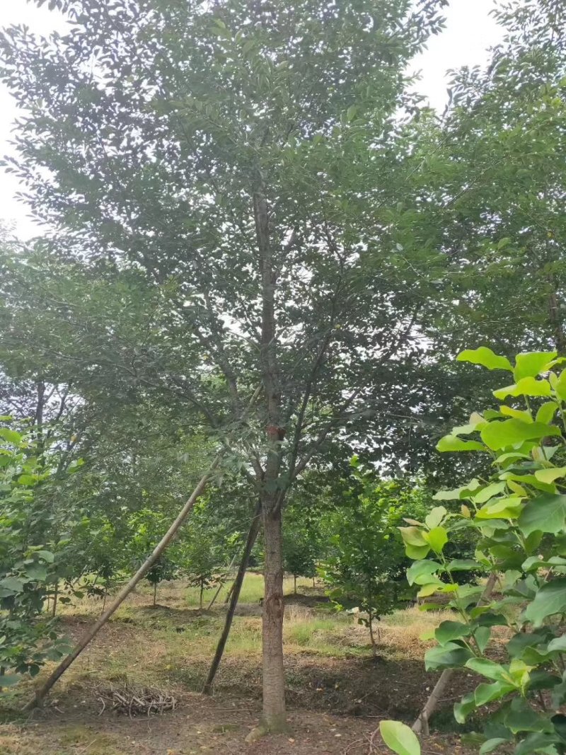供应绿化苗木羽毛枫红梅红枫鸡爪槭桂花