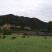 青川羊肚菌110g瓶装逸韵风物