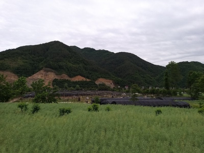 青川羊肚菌110g瓶装逸韵风物