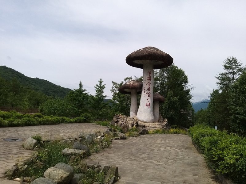 青川羊肚菌110g瓶装逸韵风物