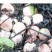 青川竹荪短裙50g瓶装