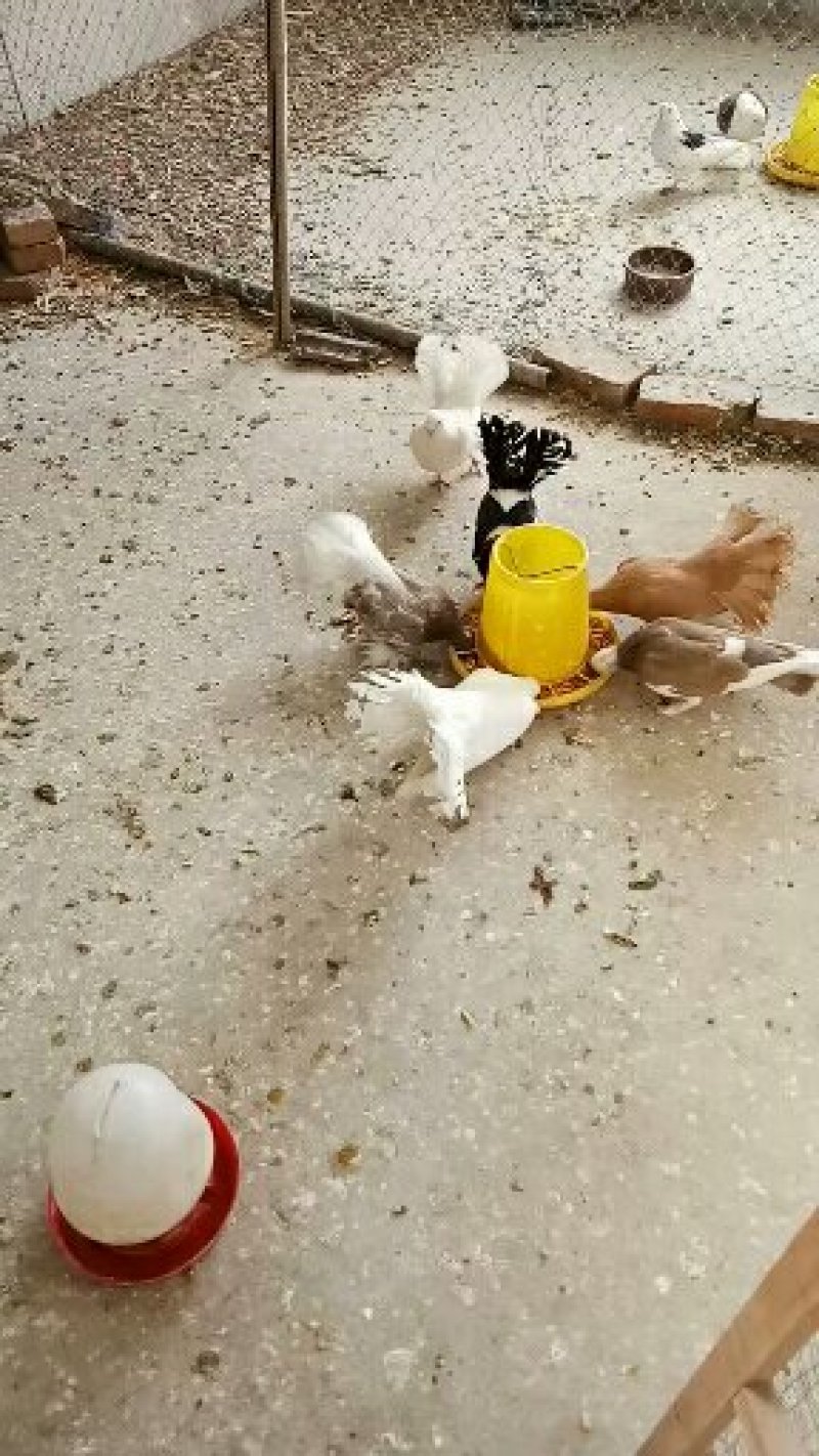 元宝，凤尾，秀观赏鸽