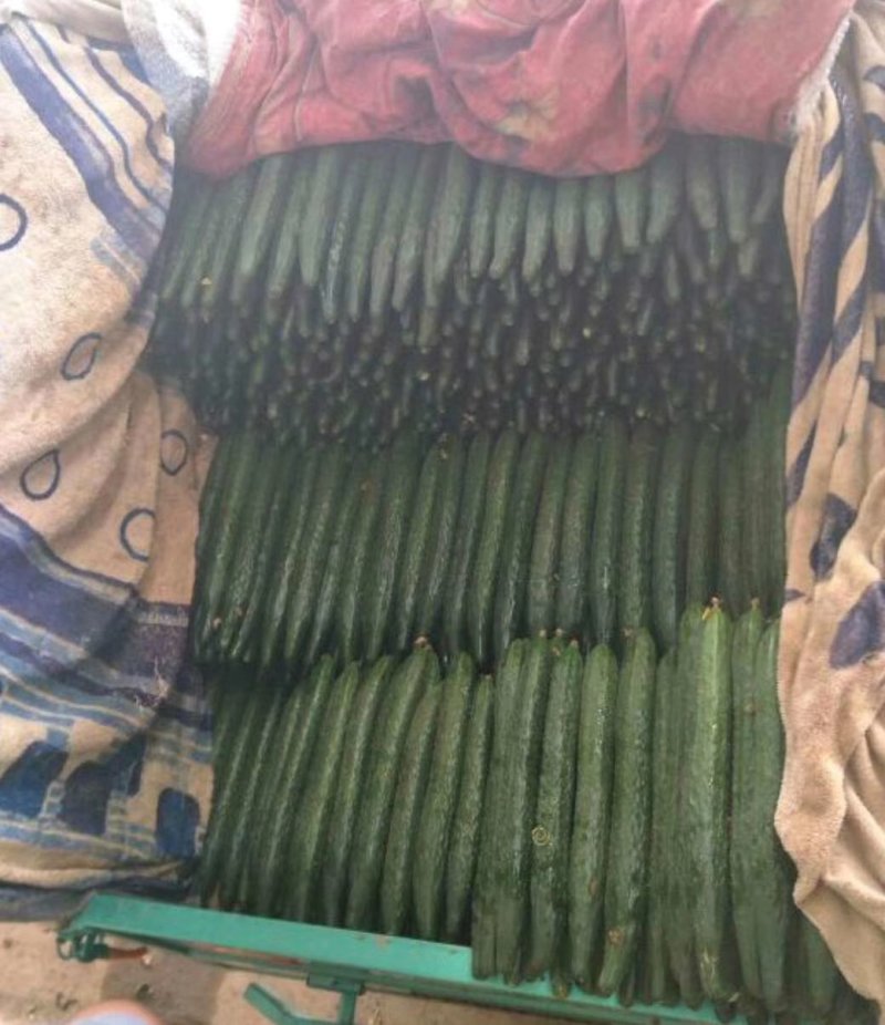 《推荐》黄瓜干花带刺25公分以上，瓜条顺直，颜色油亮