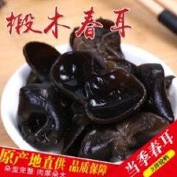青川椴木黑木耳春耳210g瓶装逸韵风物