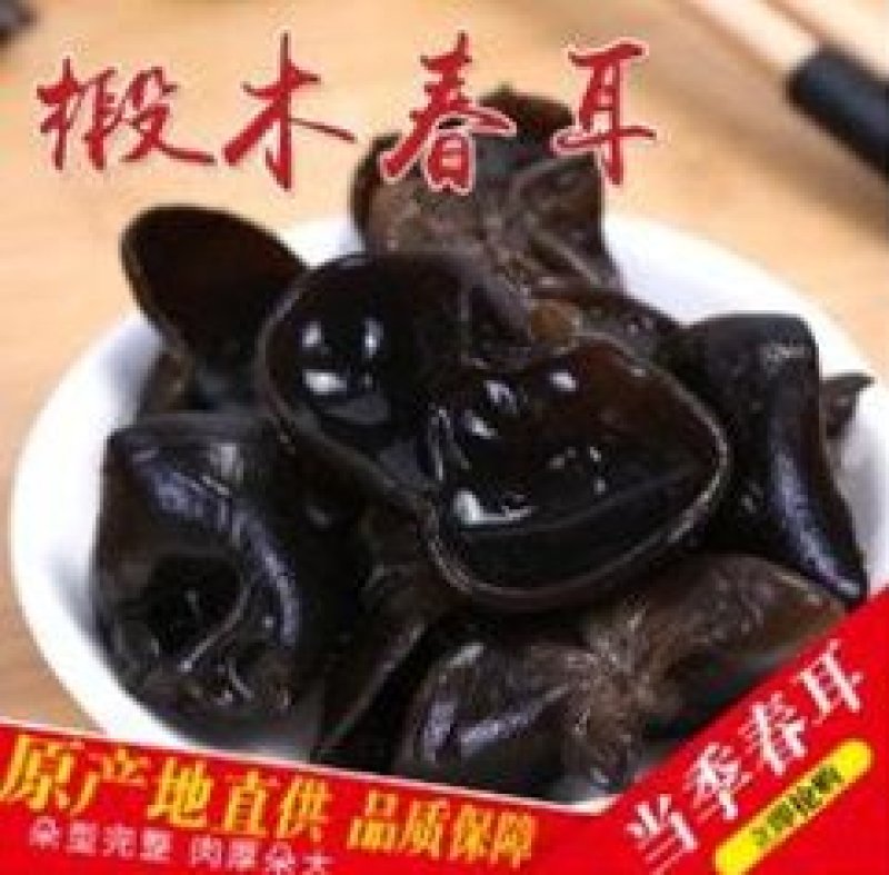 青川椴木黑木耳春耳210g瓶装逸韵风物