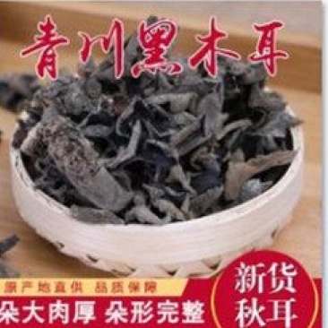 青川椴木黑木耳秋耳150g瓶装逸韵风物