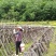 青川黑木耳椴木冬耳210g瓶装逸韵风物