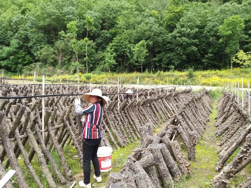 青川黑木耳椴木冬耳210g瓶装逸韵风物