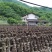 青川黑木耳椴木冬耳210g瓶装逸韵风物