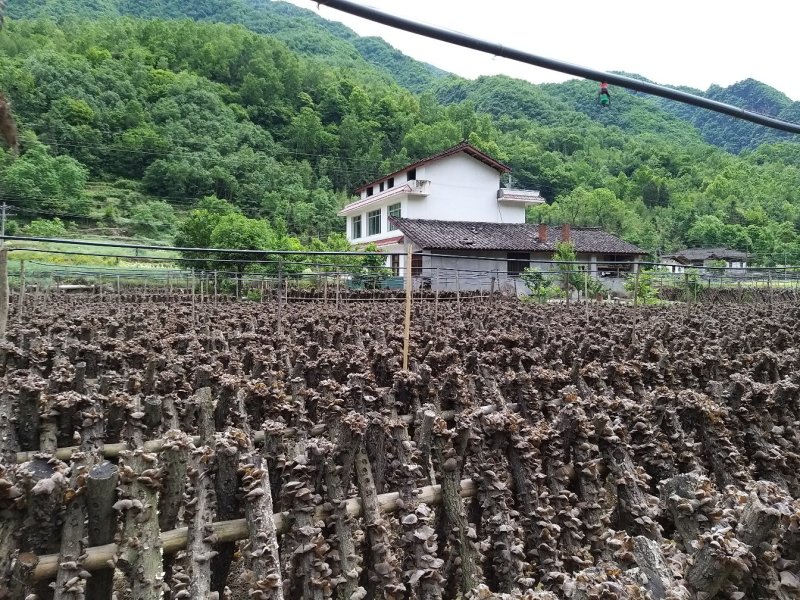 青川黑木耳椴木冬耳210g瓶装逸韵风物