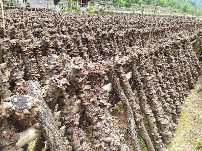 青川黑木耳椴木冬耳210g瓶装逸韵风物