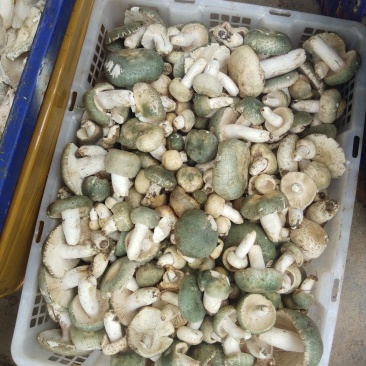 野生菌