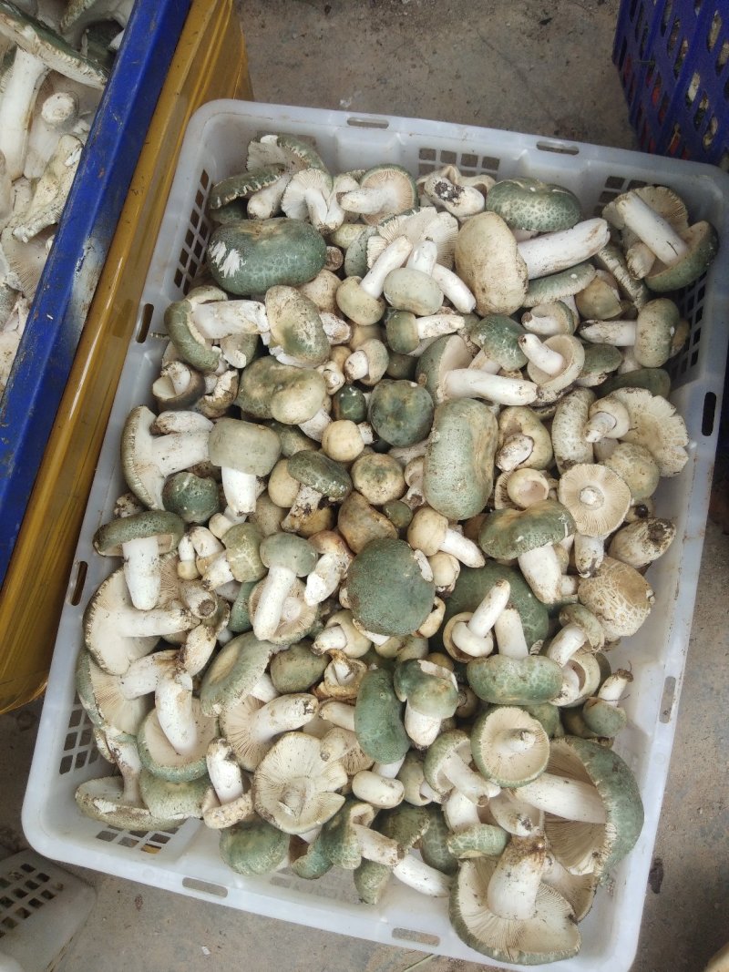 野生菌
