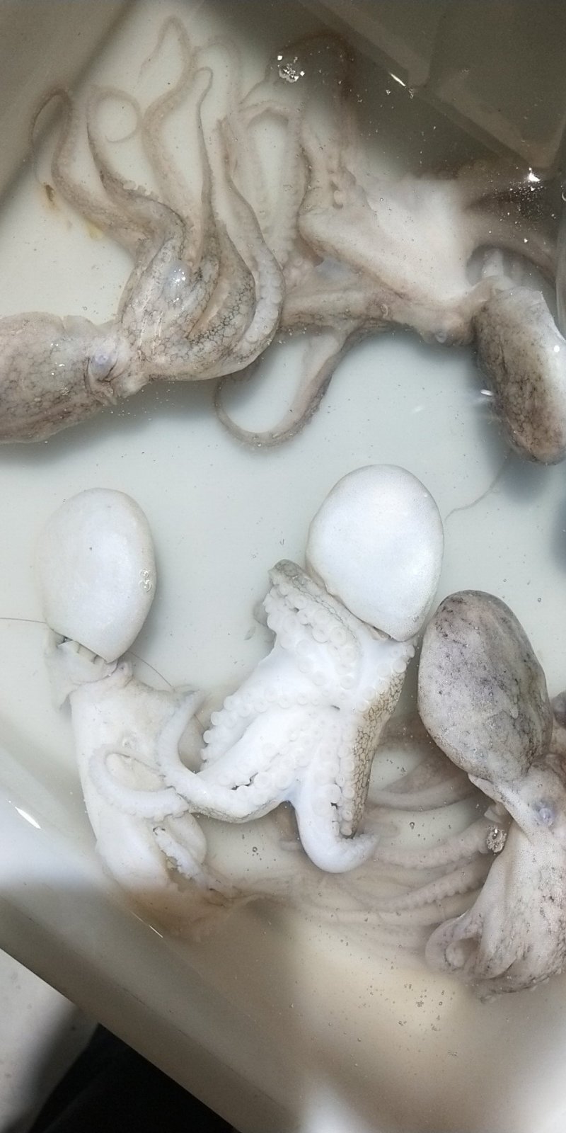 八爪鱼