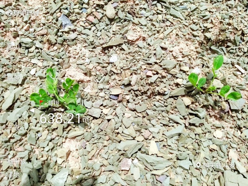 朝天扯篼子花生500g瓶装逸韵风物