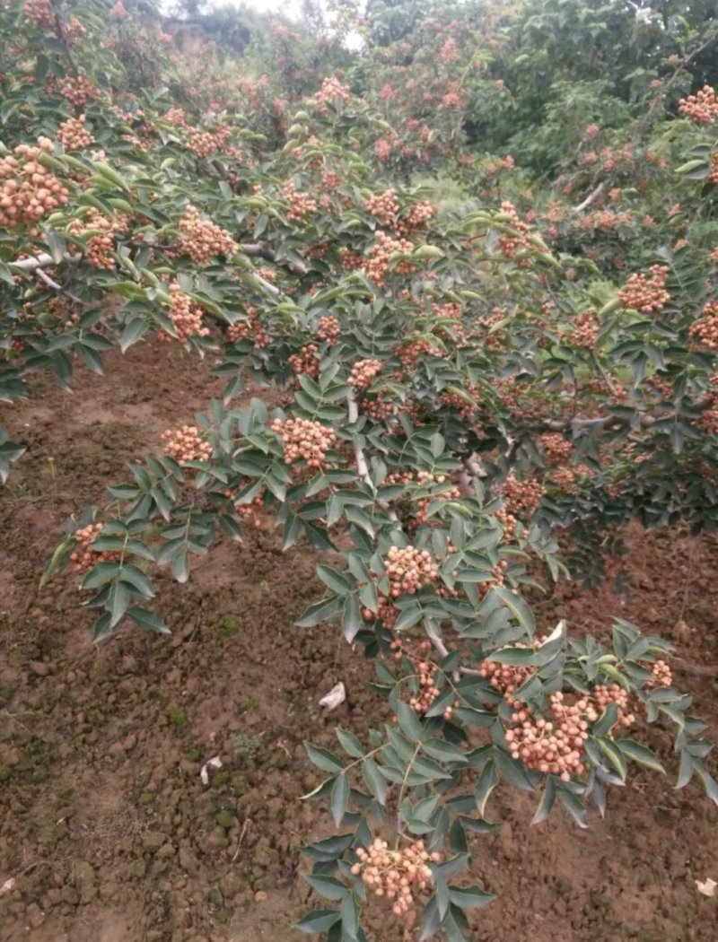 原生二年：二红袍黄盖狮子头花椒苗提供种植技术