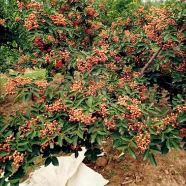 原生二年：二红袍黄盖狮子头花椒苗提供种植技术