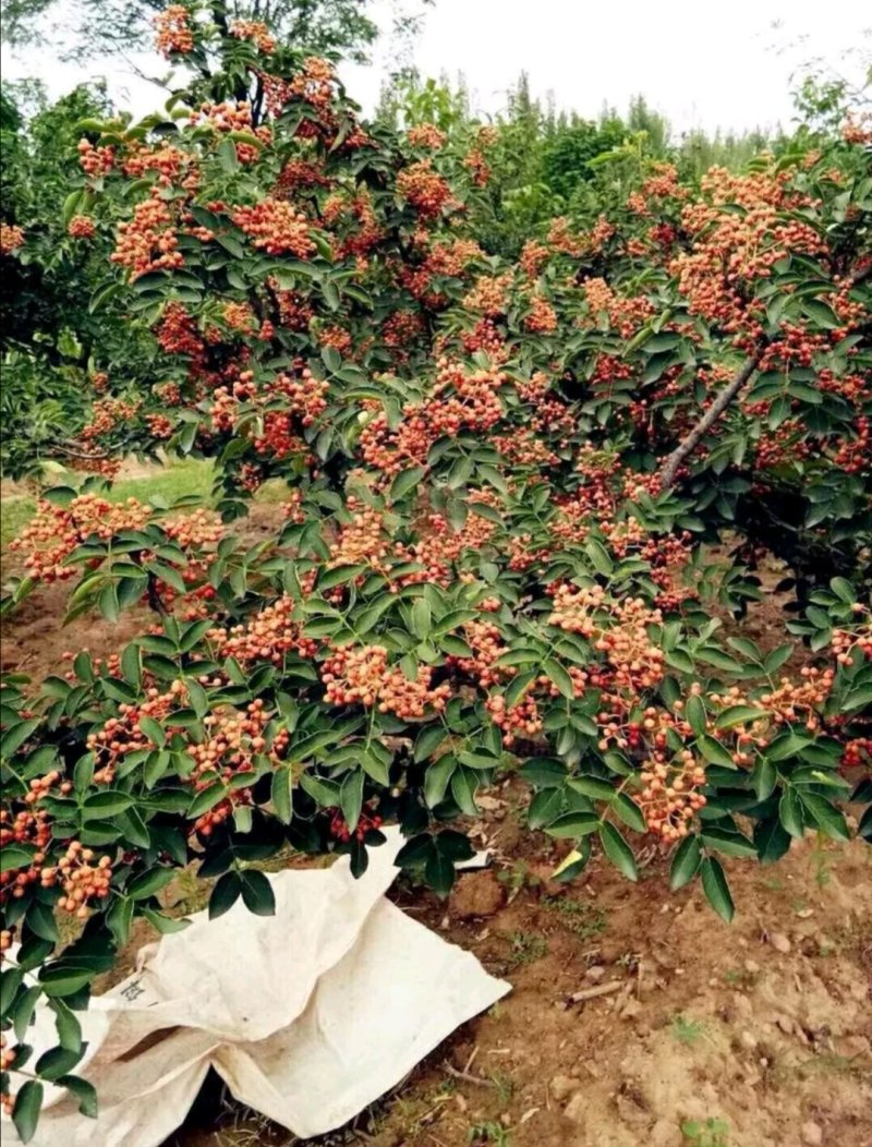 原生二年：二红袍黄盖狮子头花椒苗提供种植技术