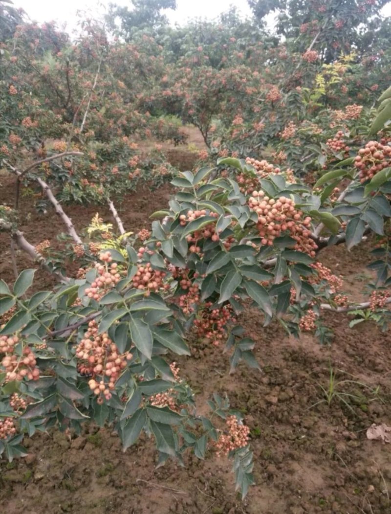 原生二年：二红袍黄盖狮子头花椒苗提供种植技术