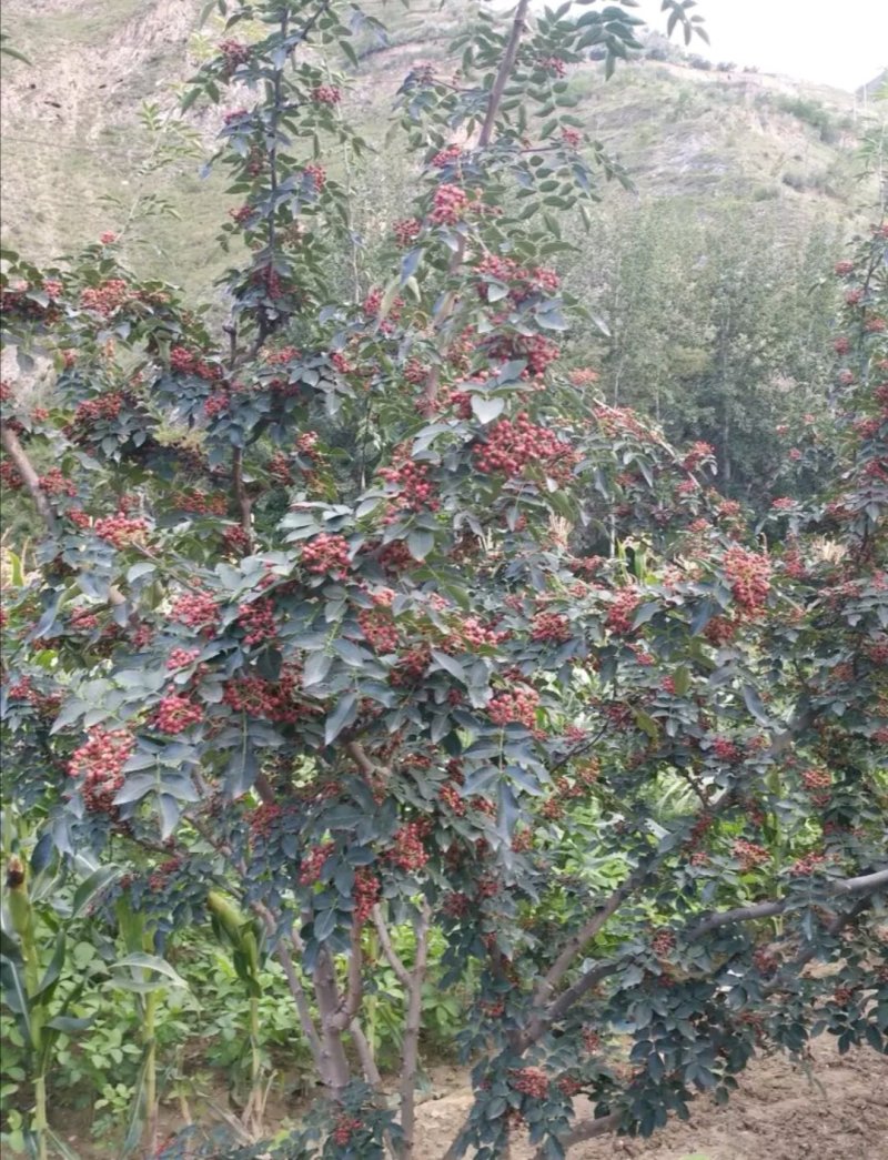 原生一年：二红袍黄盖狮子头花椒苗提供种植技术