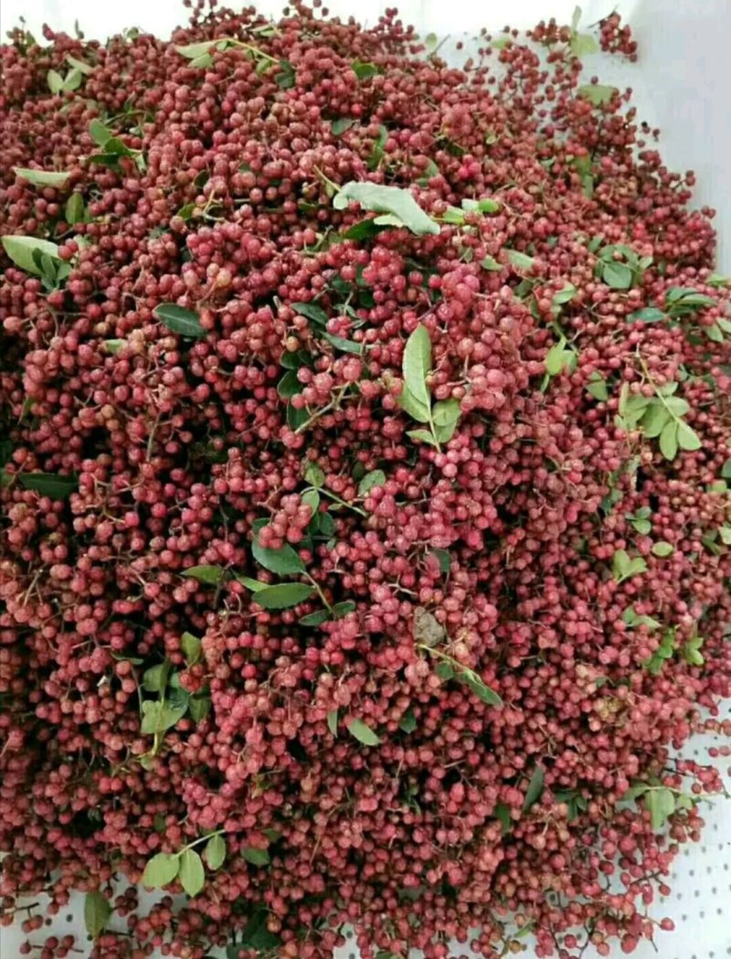 原生一年：二红袍黄盖狮子头花椒苗提供种植技术