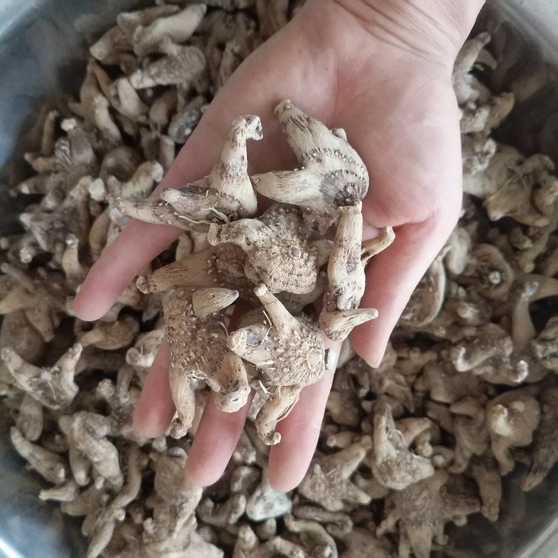 振兴药材批发供应三叉白芨个规格齐全产地直供一手货源全国发货