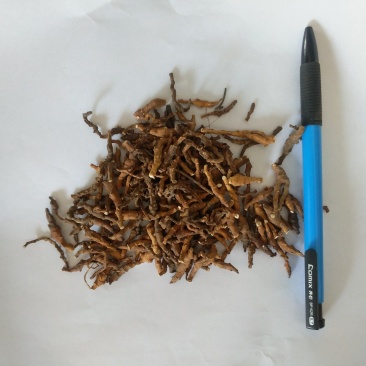 振兴药材批发供应节菖蒲产地直供一手货源全国发