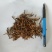 振兴药材批发供应节菖蒲产地直供一手货源全国发