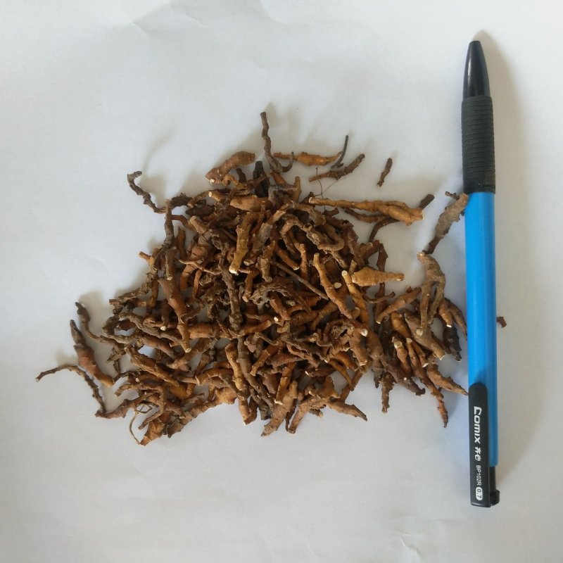振兴药材批发供应节菖蒲产地直供一手货源全国发