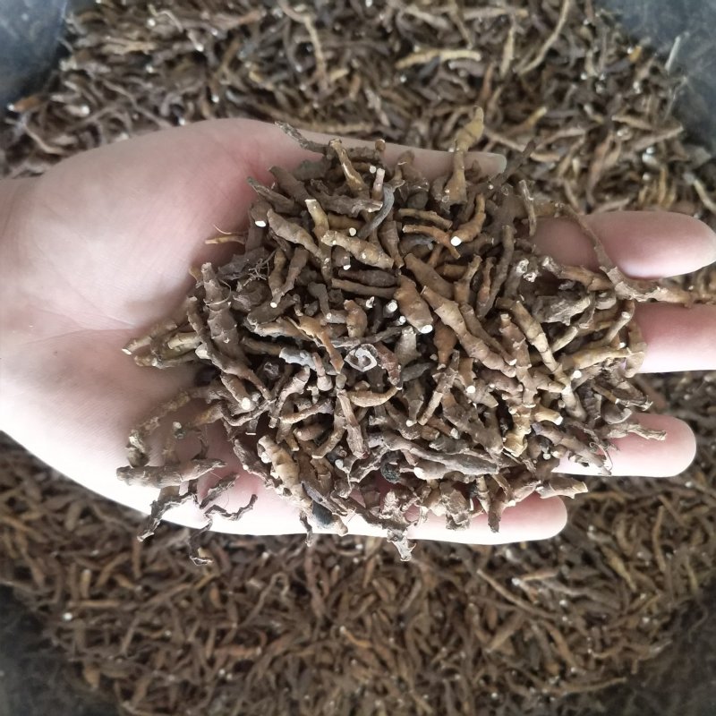 振兴药材批发供应节菖蒲产地直供一手货源全国发