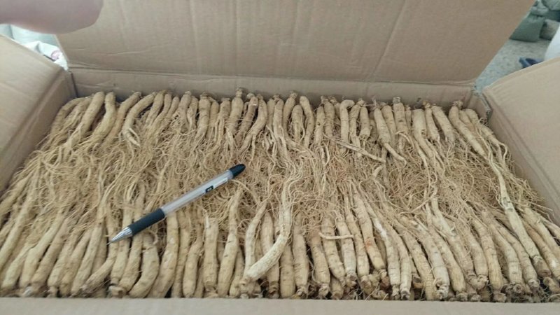 振兴药材批发供应小白参个规格齐全产地直供一手货源全国发货
