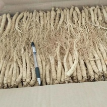 振兴药材批发供应小白参个规格齐全产地直供一手货源全国发货