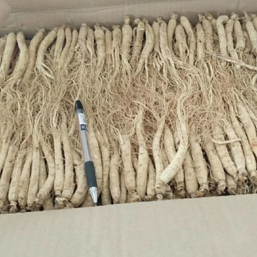 振兴药材批发供应小白参个规格齐全产地直供一手货源全国发货
